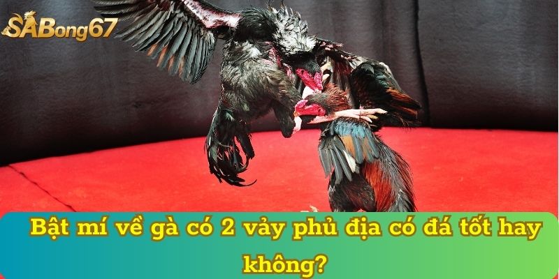 Bật mí về gà có 2 vảy phủ địa có đá tốt hay không?
