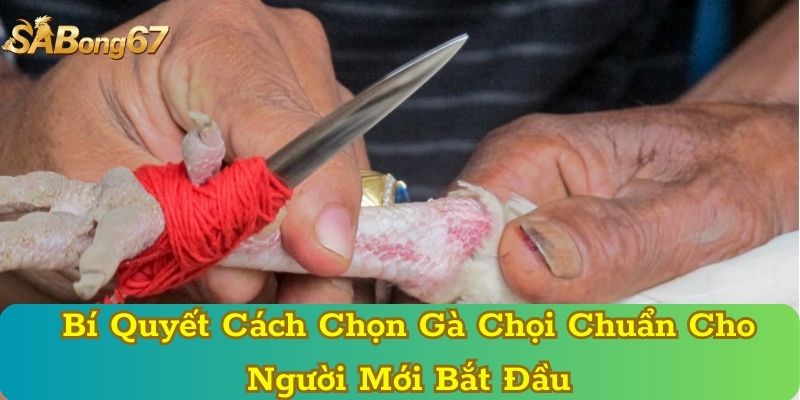 Bí Quyết Cách Chọn Gà Chọi Chuẩn Cho Người Mới Bắt Đầu