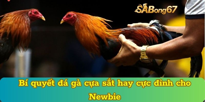 Bí quyết đá gà cựa sắt hay cực đỉnh cho Newbie