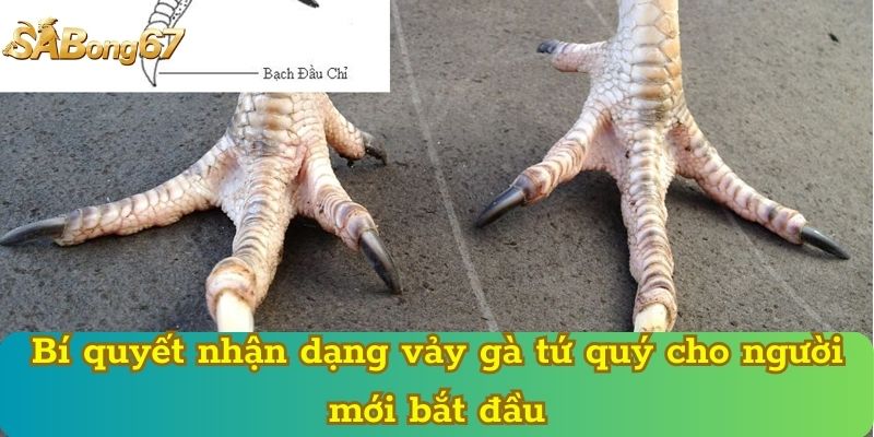 Bí quyết nhận dạng vảy gà tứ quý cho người mới bắt đầu