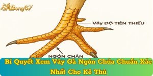 Bí Quyết Xem Vảy Gà Ngón Chúa Chuẩn Xác Nhất Cho Kê Thủ