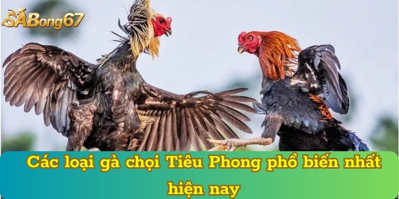 Các loại gà chọi Tiêu Phong phổ biến nhất hiện nay