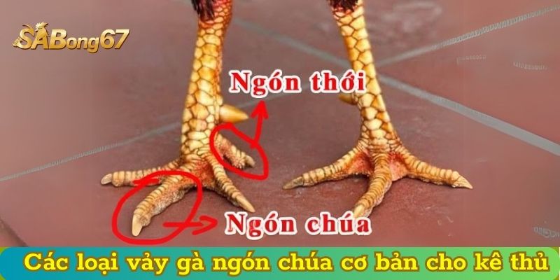 Các loại vảy gà ngón chúa cơ bản cho kê thủ