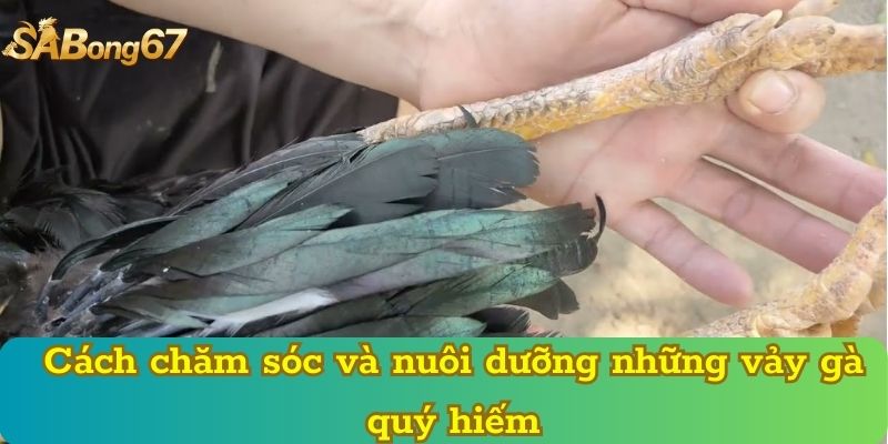 Cách chăm sóc và nuôi dưỡng những vảy gà quý hiếm