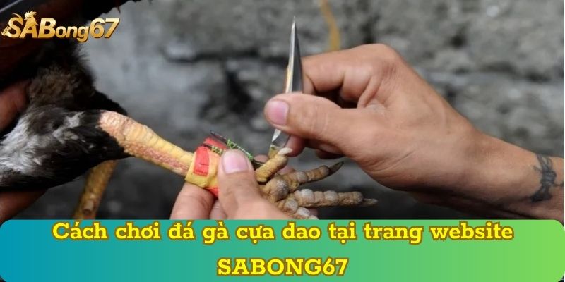 Cách chơi đá gà cựa dao tại trang website SABONG67