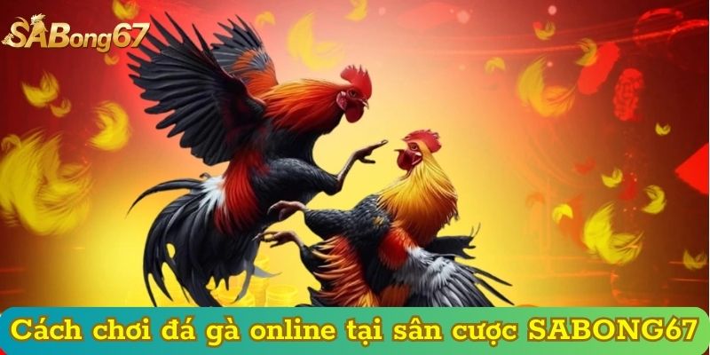 Cách chơi đá gà online tại sân cược SABONG67