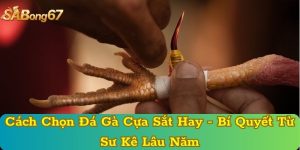 Cách Chọn Đá Gà Cựa Sắt Hay - Bí Quyết Từ Sư Kê Lâu Năm