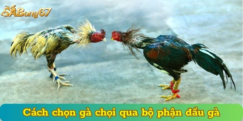 Cách chọn gà chọi qua bộ phận đầu gà