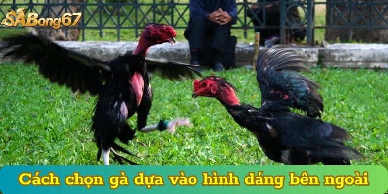 Cách chọn gà dựa vào hình dáng bên ngoài