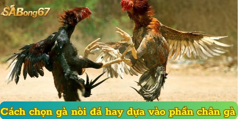 Cách chọn gà nòi đá hay dựa vào phần chân gà
