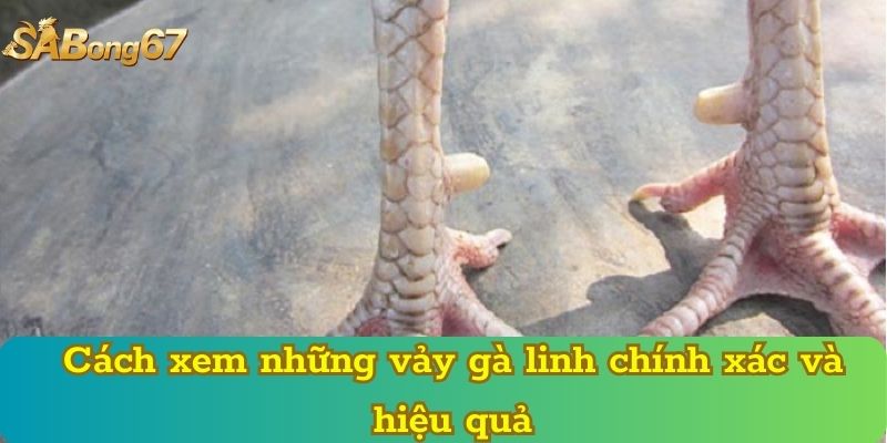 Cách xem những vảy gà linh chính xác và hiệu quả