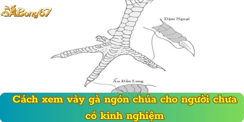 Cách xem vảy gà ngón chúa cho người chưa có kinh nghiệm
