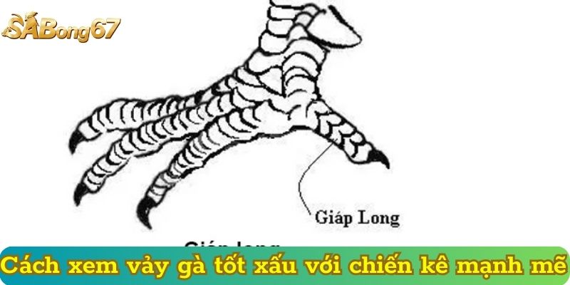 Cách xem vảy gà tốt xấu với chiến kê mạnh mẽ