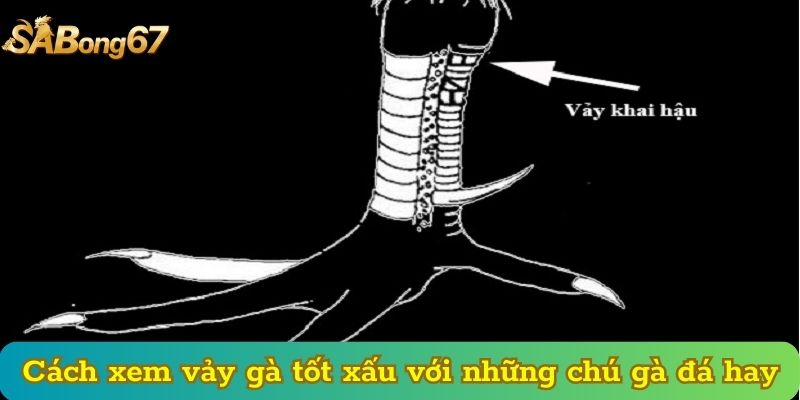 Cách xem vảy gà tốt xấu với những chú gà đá hay