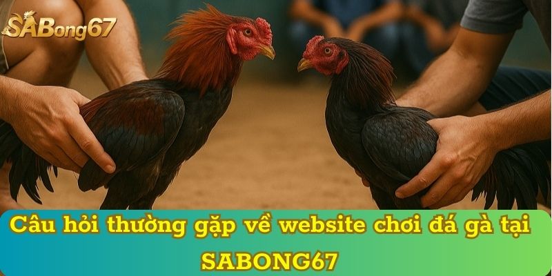 Câu hỏi thường gặp về website chơi đá gà tại SABONG67