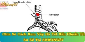Chia Sẻ Cách Xem Vảy Gà Tốt Xấu Chuẩn Từ Sư Kê Tại SABONG67