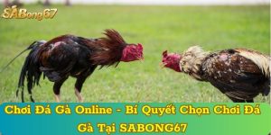 Chơi Đá Gà Online - Bí Quyết Chọn Chơi Đá Gà Tại SABONG67