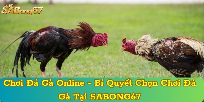 Chơi Đá Gà Online - Bí Quyết Chọn Chơi Đá Gà Tại SABONG67