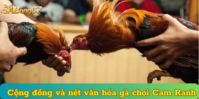 Cộng đồng và nét văn hóa gà chọi Cam Ranh