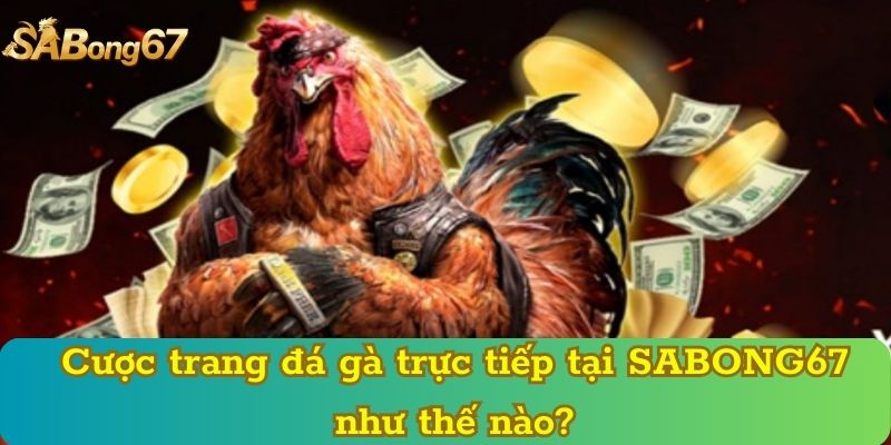Cược trang đá gà trực tiếp tại SABONG67 như thế nào?