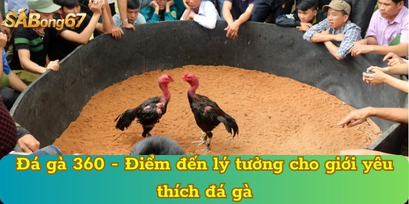 Đá gà 360 - Điểm đến lý tưởng cho giới yêu thích đá gà