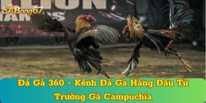 Đá Gà 360 - Kênh Đá Gà Hàng Đầu Từ Trường Gà Campuchia