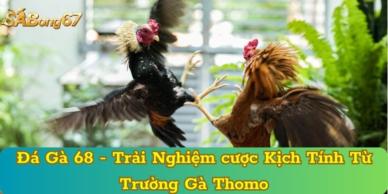 Đá Gà 68 - Trải Nghiệm cược Kịch Tính Từ Trường Gà Thomo