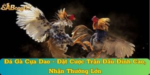 Đá Gà Cựa Dao - Đặt Cược Trận Đấu Đỉnh Cao, Nhận Thưởng Lớn