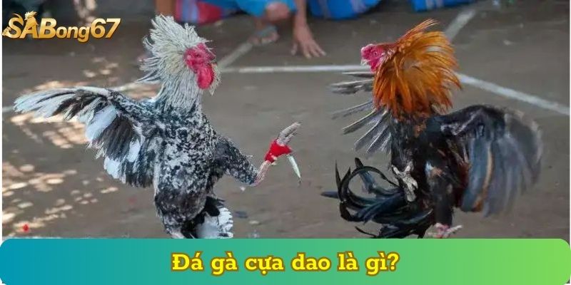 Đá gà cựa dao là gì?