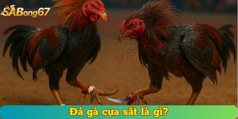 Đá gà cựa sắt là gì?