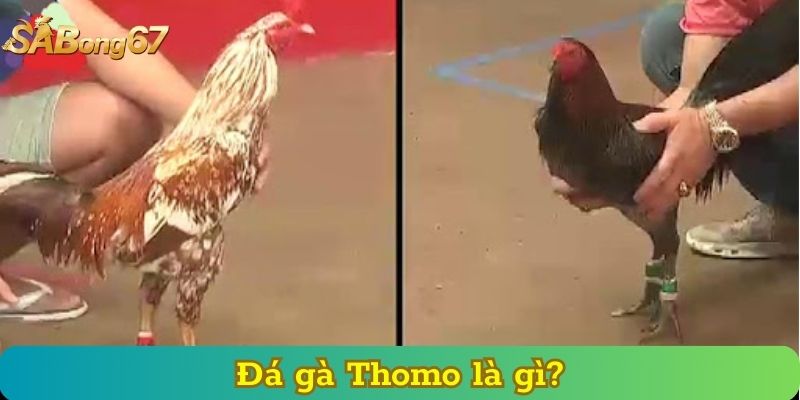 Đá gà Thomo là gì?