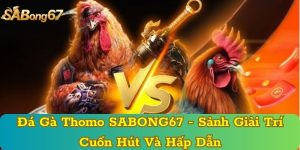 Đá Gà Thomo SABONG67 - Sảnh Giải Trí Cuốn Hút Và Hấp Dẫn
