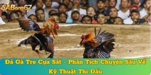 Đá Gà Tre Cựa Sắt - Phân Tích Chuyên Sâu Về Kỹ Thuật Thi Đấu