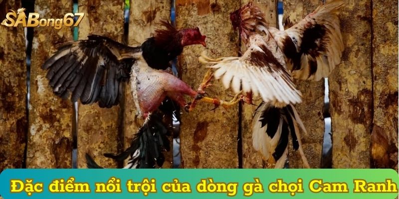 Đặc điểm nổi trội của dòng gà chọi Cam Ranh
