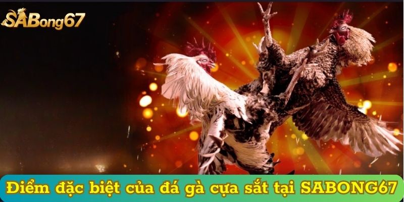 Điểm đặc biệt của đá gà cựa sắt tại SABONG67