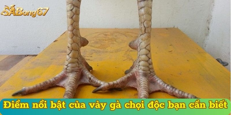 Điểm nổi bật của vảy gà chọi độc bạn cần biết