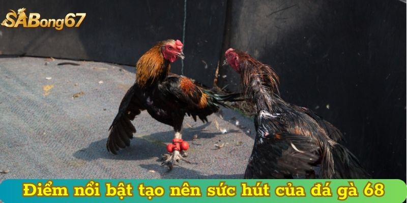 Điểm nổi bật tạo nên sức hút của đá gà 68