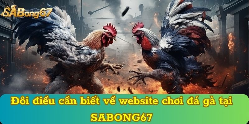Đôi điều cần biết về website chơi đá gà tại SABONG67