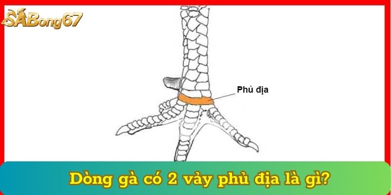 Dòng gà có 2 vảy phủ địa là gì?