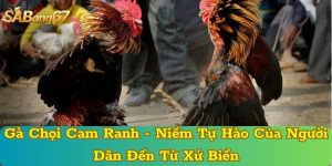 Gà Chọi Cam Ranh - Niềm Tự Hào Của Người Dân Đến Từ Xứ Biển