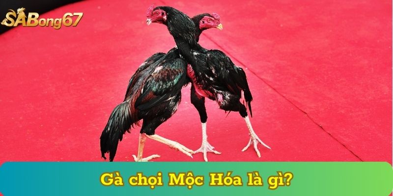 Gà chọi Mộc Hóa là gì?