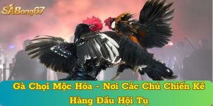 Gà Chọi Mộc Hóa - Nơi Các Chú Chiến Kê Hàng Đầu Hội Tụ