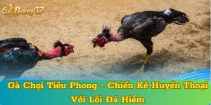 Gà Chọi Tiêu Phong - Chiến Kê Huyền Thoại Với Lối Đá Hiểm