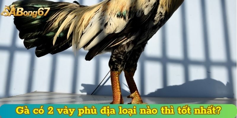 Gà có 2 vảy phủ địa loại nào thì tốt nhất?
