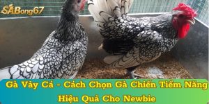 Gà Vảy Cá - Cách Chọn Gà Chiến Tiềm Năng Hiệu Quả Cho Newbie