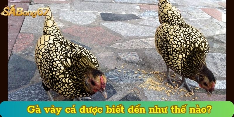 Gà vảy cá được biết đến như thế nào?