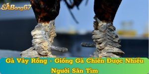 Gà Vảy Rồng - Giống Gà Chiến Được Nhiều Người Săn Tìm