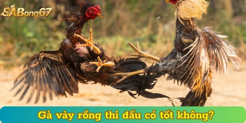 Gà vảy rồng thi đấu có tốt không?