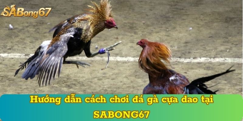 Hướng dẫn cách chơi đá gà cựa dao tại SABONG67
