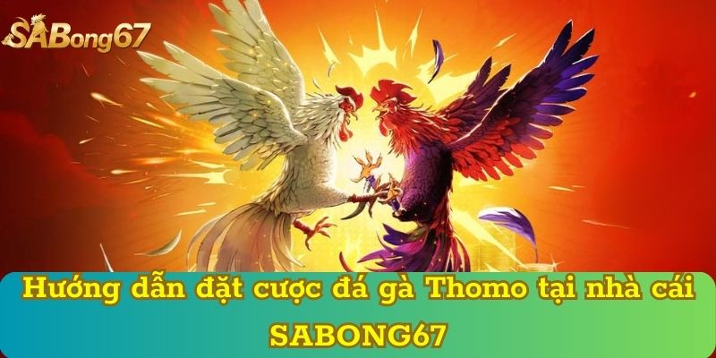 Hướng dẫn đặt cược đá gà Thomo tại nhà cái SABONG67